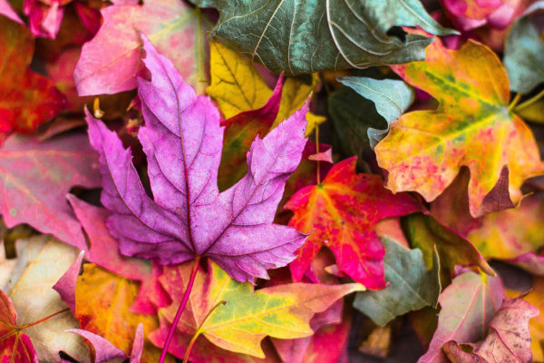 Herbst in Preungesheim