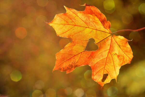 Herbst in Preungesheim